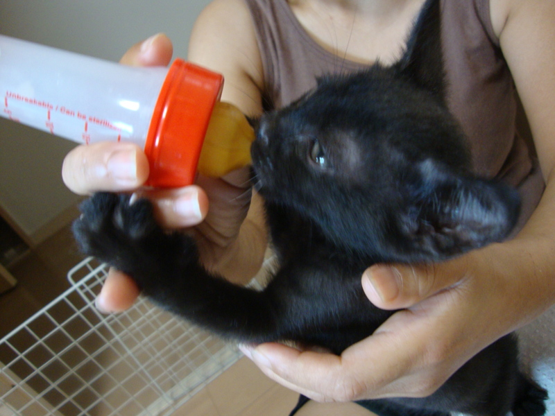 黒虎柄 オス 可愛い性格 大阪府 猫の里親募集 ペットのおうち 月間利用者150万人