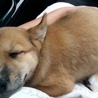 お願いします！助けてあげてくださぃ！