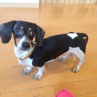 カニンヘンダックスのピーチちゃん♀