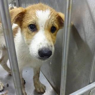 ◆ご飯大好き！ビスくん◆