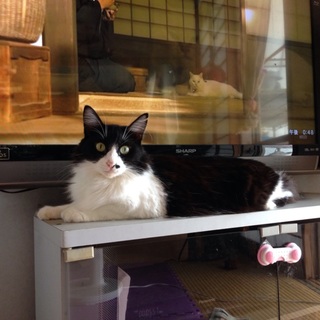 2歳女の子、避妊手術、ワクチン接種、血液検査済。