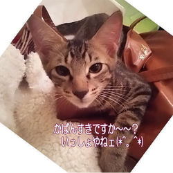 犯ニャン　逮捕