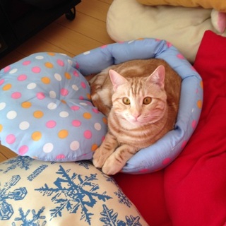 大人しいマンチカンの猫ちゃん