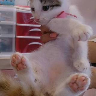 この子を家族に迎えて下さい！