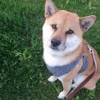 虎太郎(こたろう)