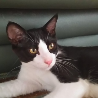 可愛い仔猫8匹の里親さまを募集しております。