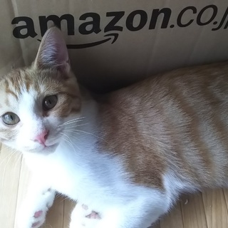 可愛い仔猫8匹の里親さま募集しております。