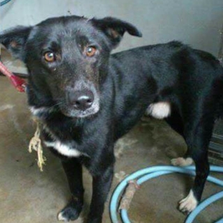 この子の命を救ってください。