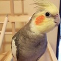 オカメインコ雄1才
