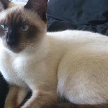 アル「(´・ω・｀)ｼﾞｰ」　僕「なんじゃらほい」　