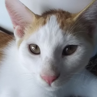 可愛い仔猫8匹の里親さま募集しております。