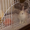 ☆ネザーのうさちゃん☆ サムネイル3