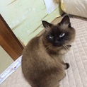 不妊手術済　物覚えのいい大人しい５歳猫です