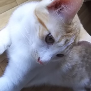 可愛い仔猫8匹の里親さま募集しております