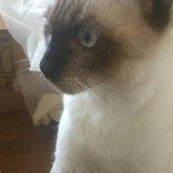 シャム猫アルベール