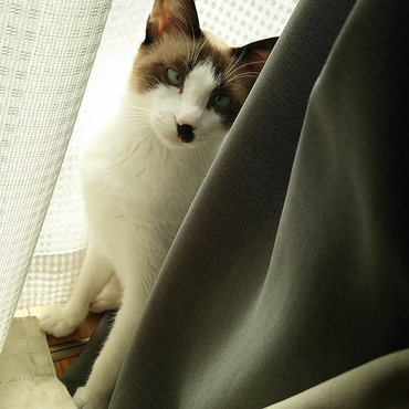 窓辺が大好きでした