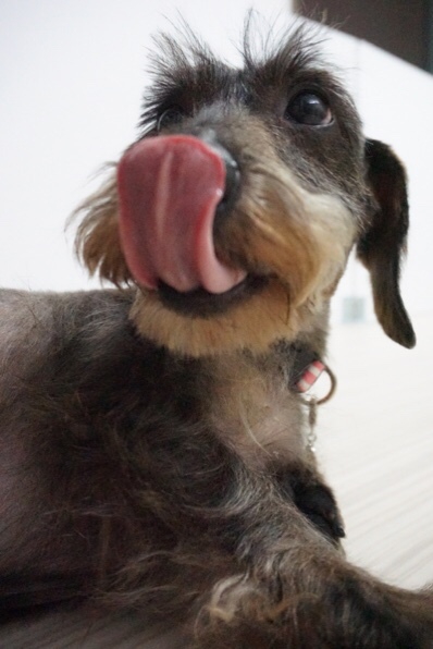 ワイヤーダックス推定３歳 東京都 犬の里親募集 038 ペットのおうち 月間利用者150万人