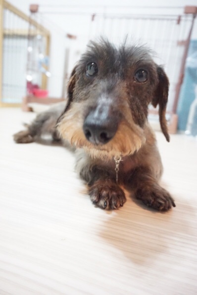 ワイヤーダックス推定３歳 東京都 犬の里親募集 038 ペットのおうち 月間利用者150万人