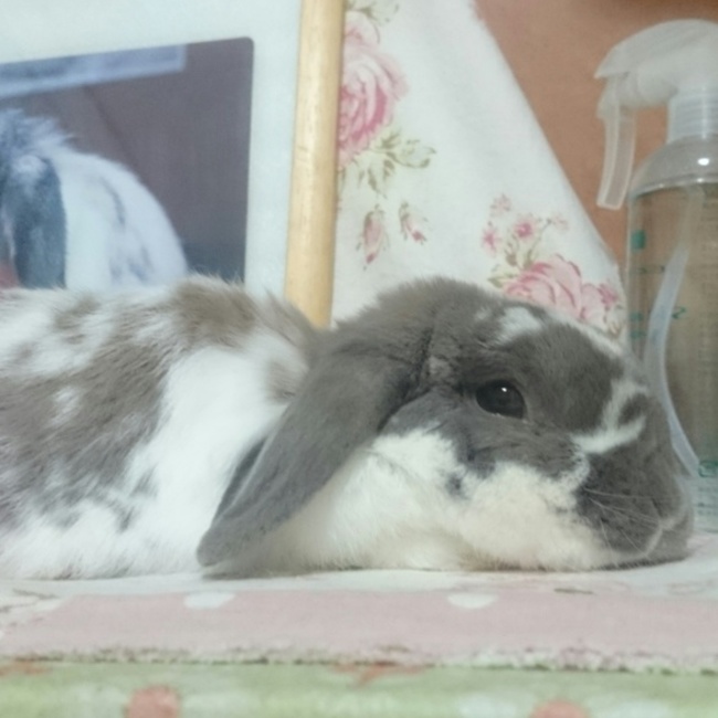 にんじんのはっぱのカバー写真