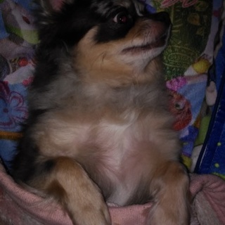 急遽里親探してます