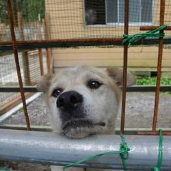 「ジャック専用ドッグラン」サムネイル2