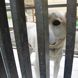 「ジャック専用ドッグラン」サムネイル3