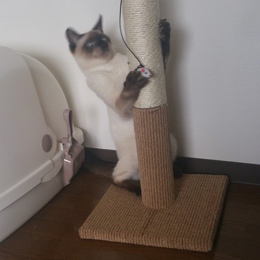 アルベール、ねずみにリアルファイト(笑)