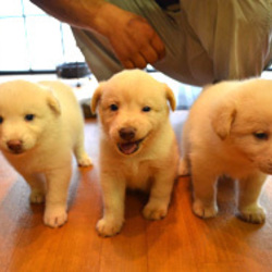 茜の仔犬達・里親募集中～!!