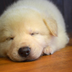 「茜の仔犬達・里親募集中～!!」サムネイル2