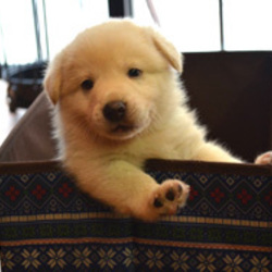 「茜の仔犬達・里親募集中～!!」サムネイル3