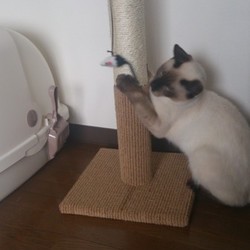 ぬこぬこれえだあ