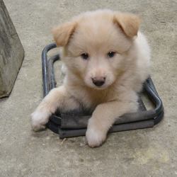 茜の子供達　個別の紹介です