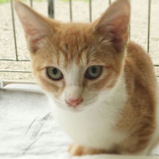 人好き茶太郎★5カ月★里親募集