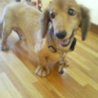 ミニチュアダックスの家族を募集！