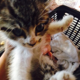 里親さん募集中です(^o^)