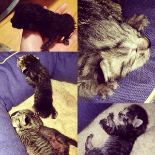 8/8産まれのキジトラ♂