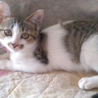 元気いっぱいのサバ白、みいちゃん