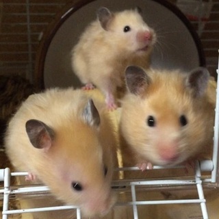 たくさんのご応募ありがとうございました。