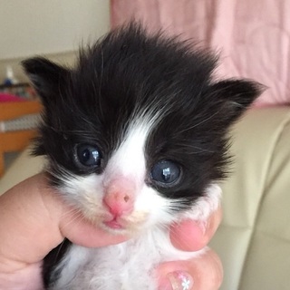 黒白 長毛 男の子