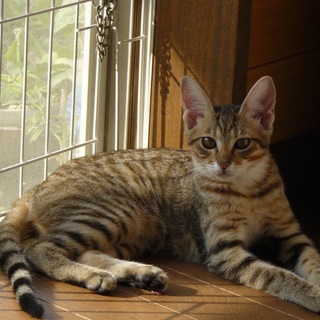 キジトラ三兄妹猫の最後の一匹の里親さんを募集します