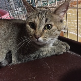 この子を幸せにしてくれる家族募集中！