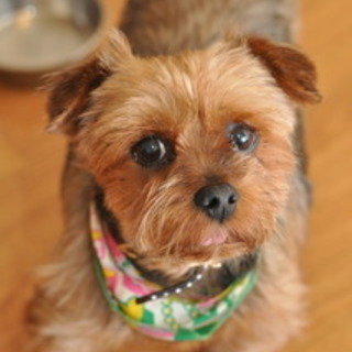 抱っこやお散歩大好き、ジュリーです！