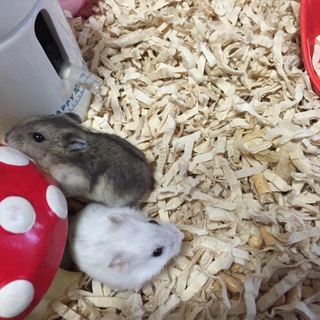 ジャンガリアンハムスターの里親様募集です。