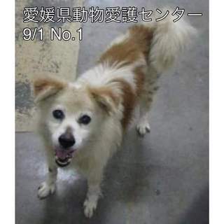 愛媛県動物愛護センターに保護されています！