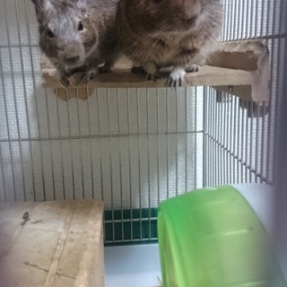 アンデスの歌うネズミデグー３匹*˙︶˙*)ﾉ"