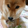 ゆず