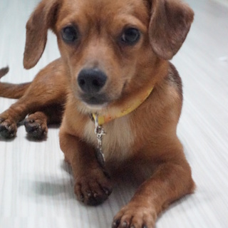 チワックス１～２歳　仮名　海斗（かいと）