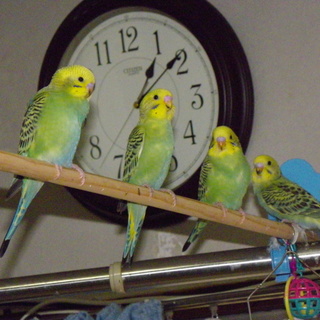 オパーリン抹茶セキセイインコ