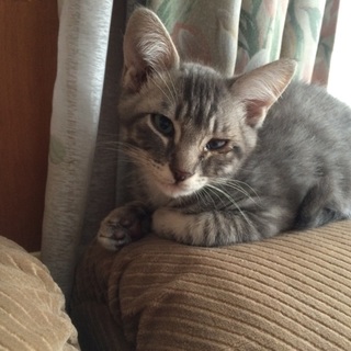 左目が悪いですが元気です