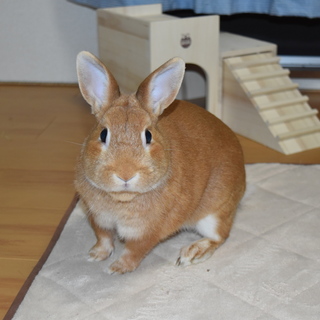 ネザーランドドワーフ１歳です☆